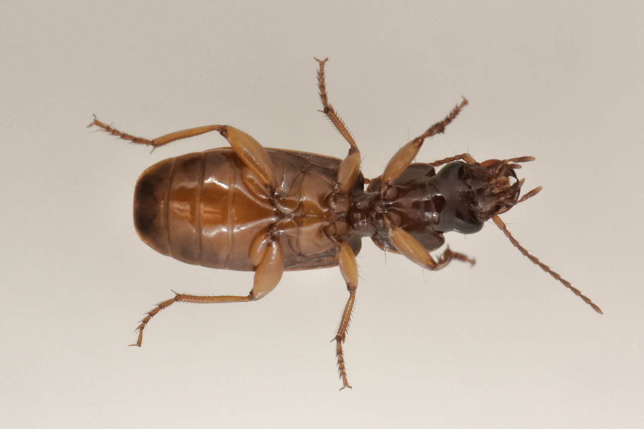 Carabidae: Pseudomasorerus canigoulensis? S.